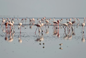 Manyara-See