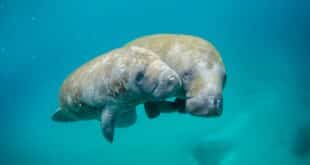 Manatee