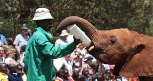 Nairobi Elephant Sanctuary