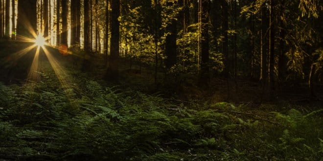 #Schwarzwald: Das sind die schönsten Wanderwege