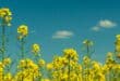 Blumenwiese