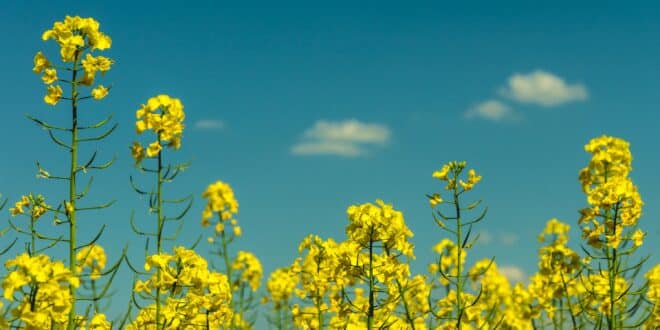 #Die Verlockung des Sommers: Die besten Sommerdüfte für deinen Sommerurlaub